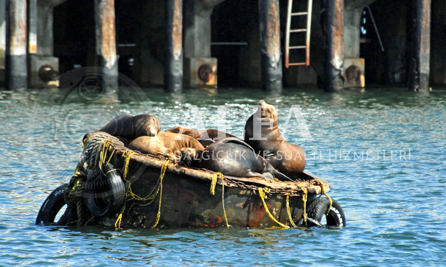 Buoy Installation and Maintenance Services 